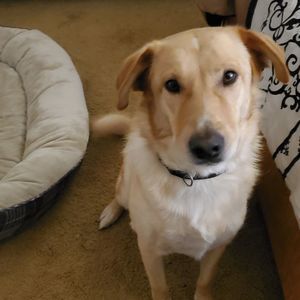 Meet your Posher, Diana